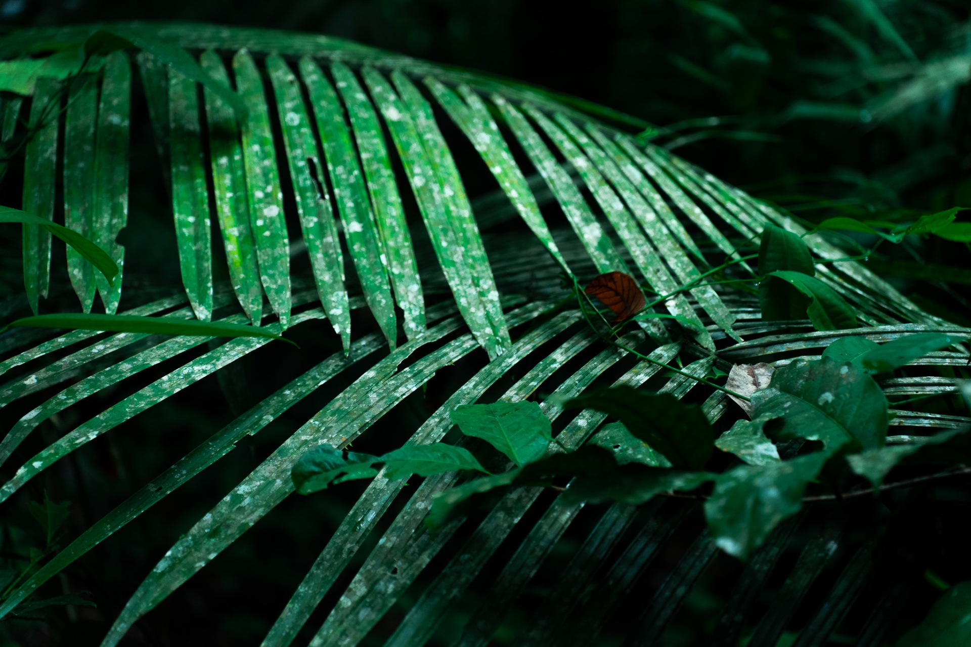 Selva densa, verde profundo