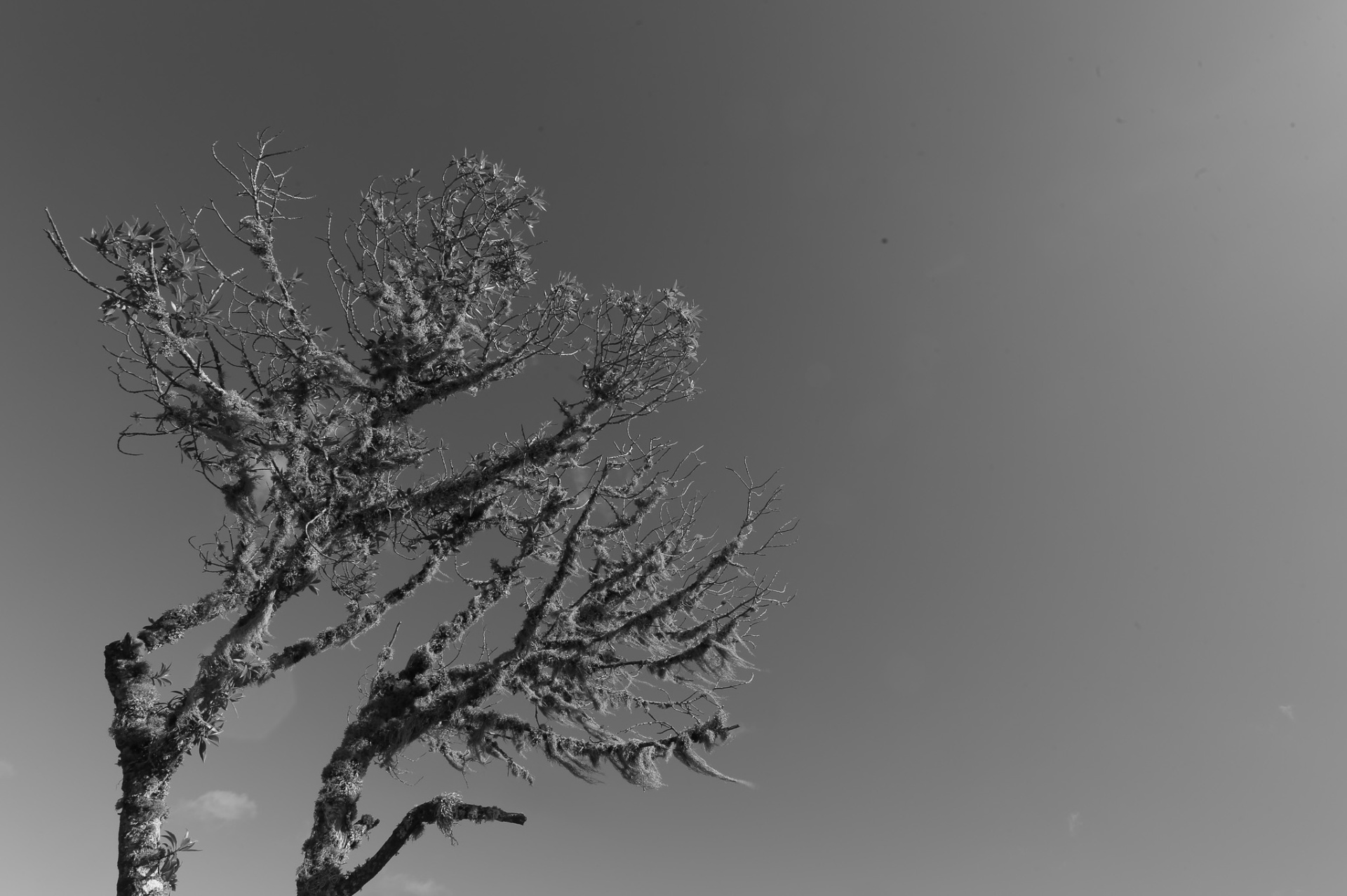 Árbol seco recortado contra el cielo
